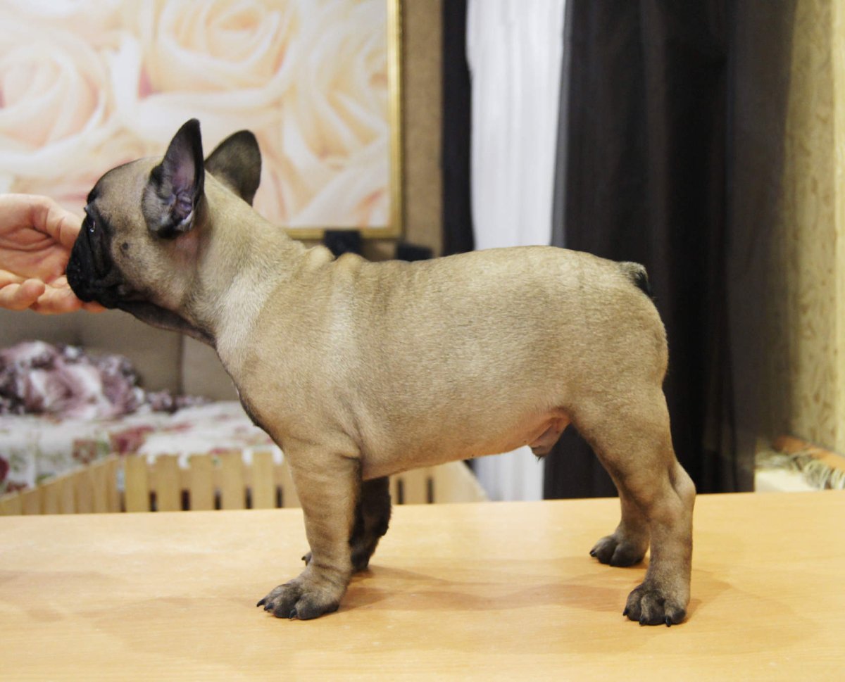 Карликовый бульдог