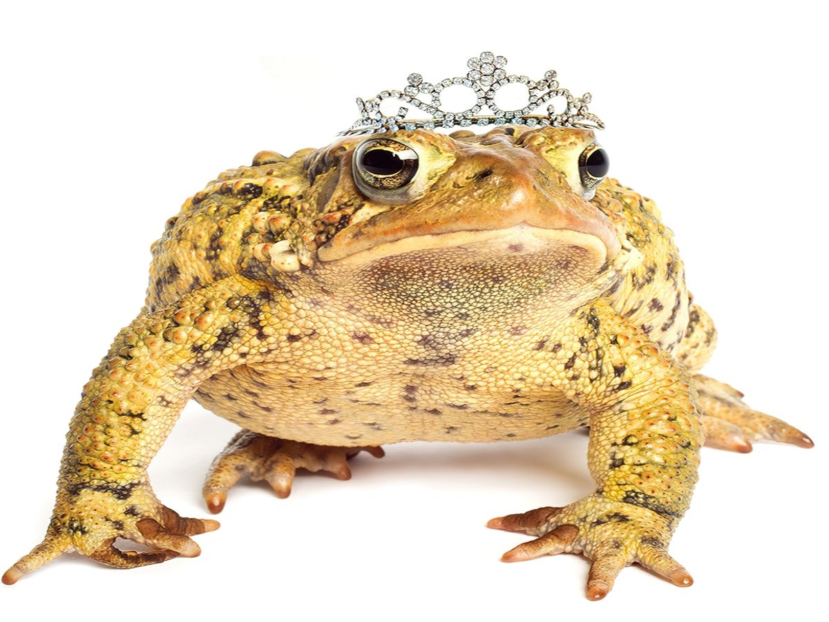 Лягушки Алан-мелекей