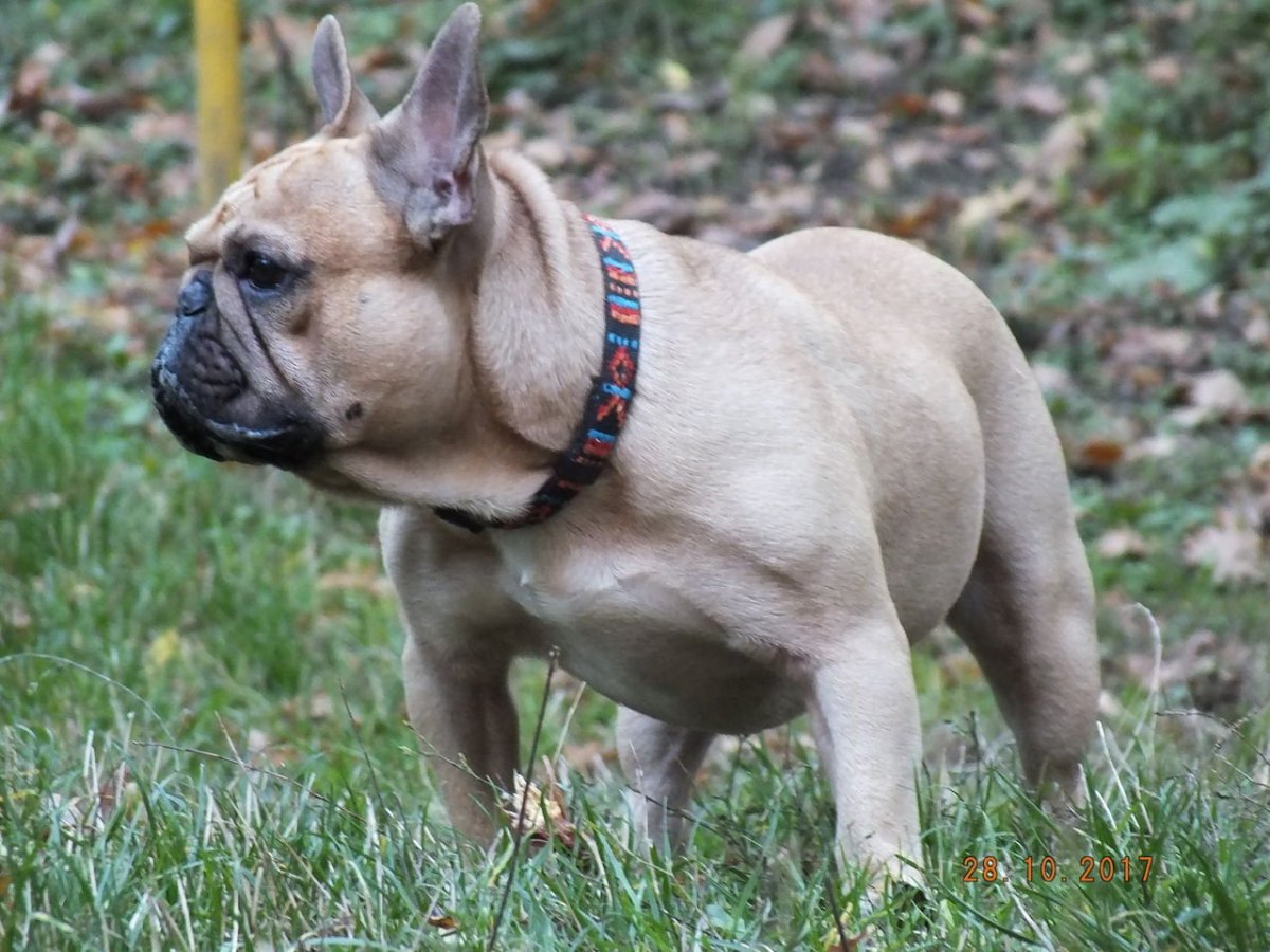 Голубо палевый французский бульдог