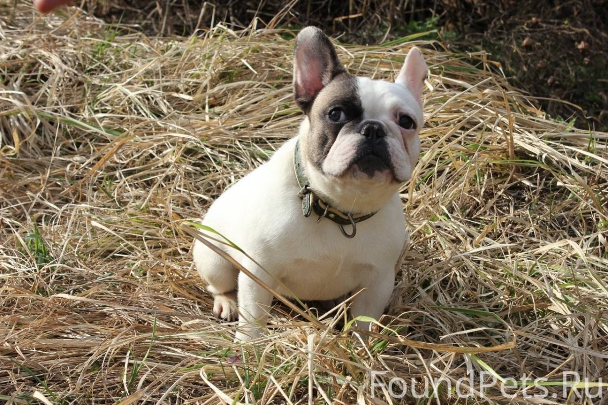 Французский бульдог бело-палевый