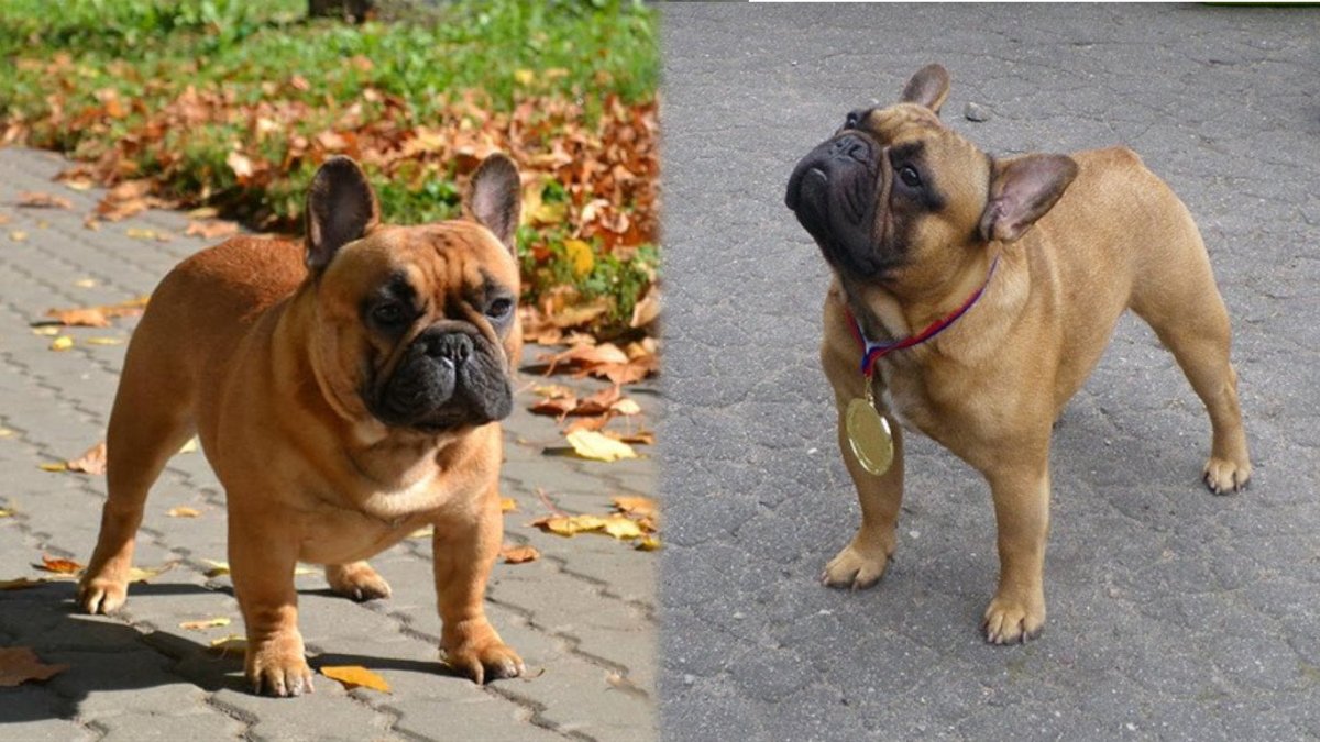 Французский бульдог красный окрас