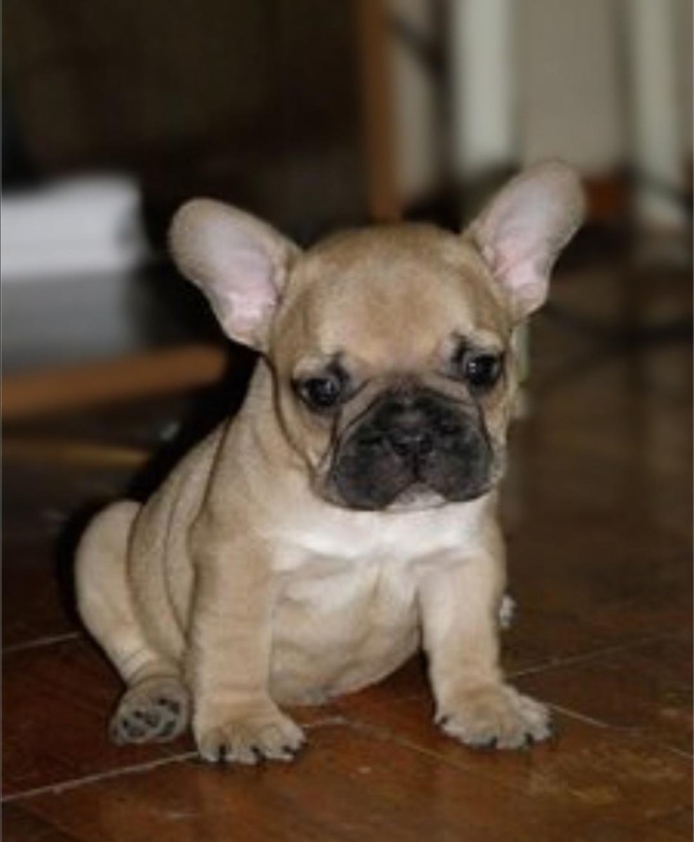 Французский бульдог палевый