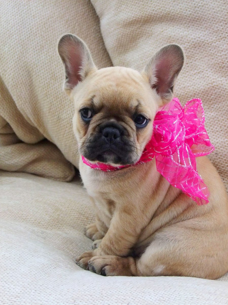 Французский бульдог песочного окраса