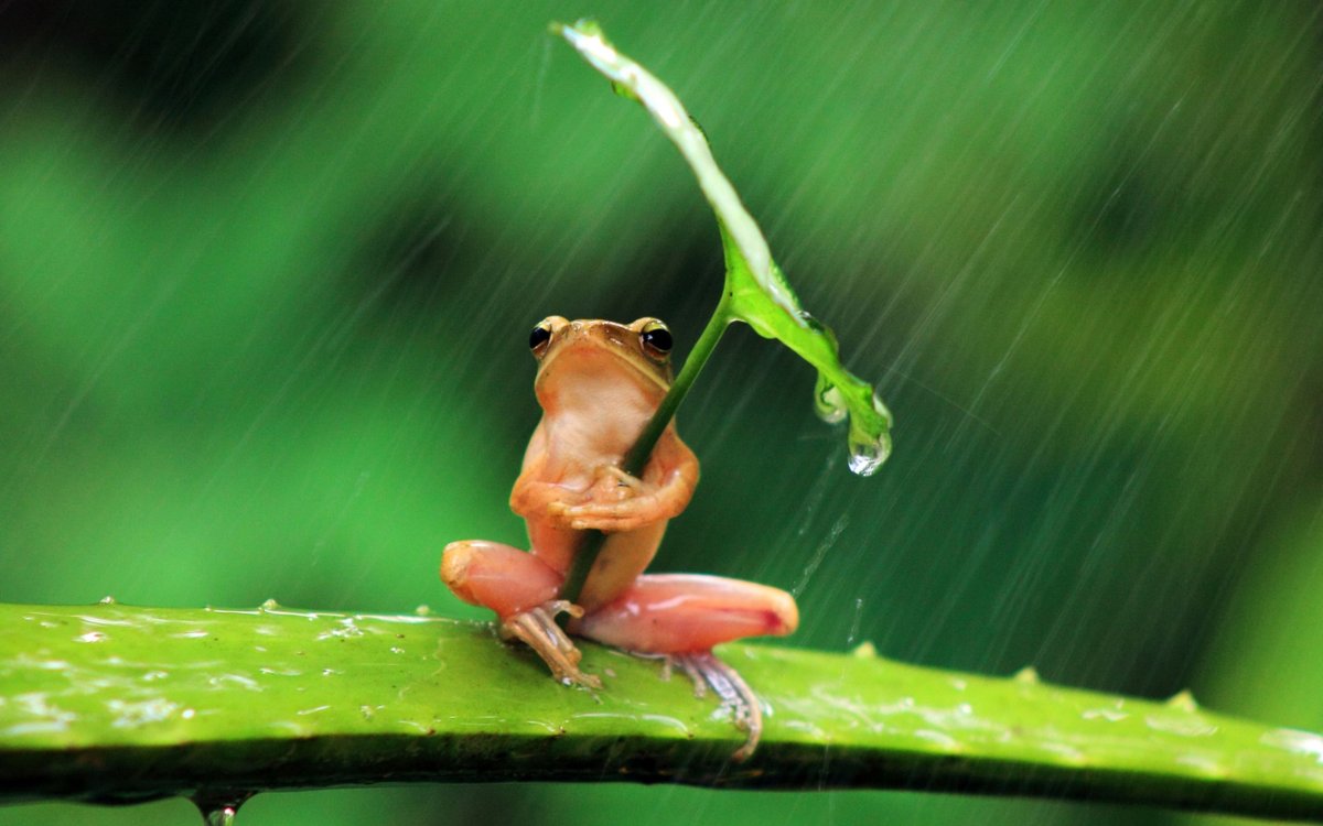 Лягушка растет всю жизнь как