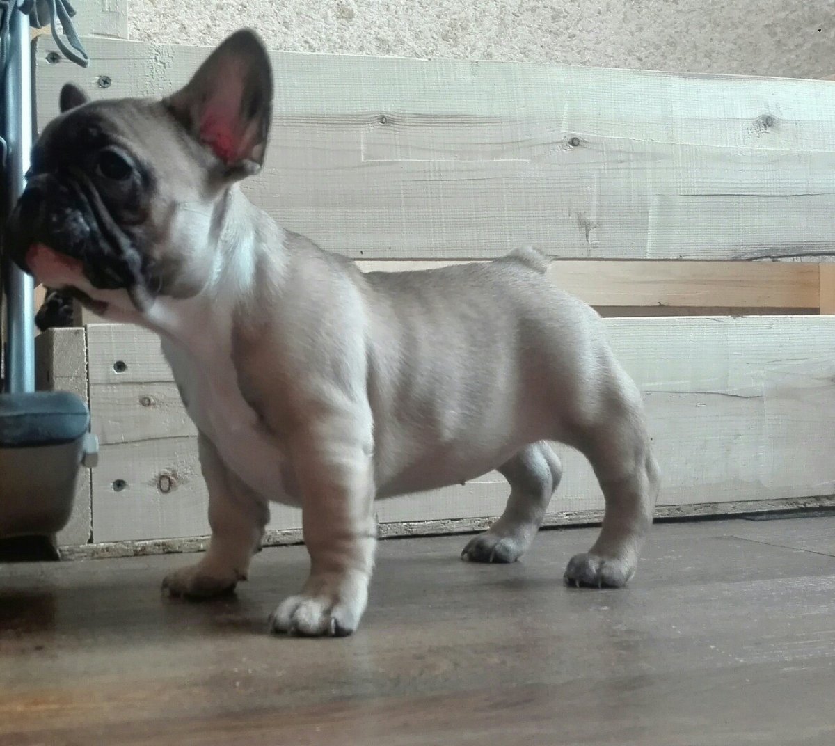 Французский бульдог палевый темный