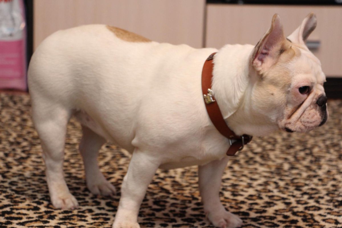 Французский бульдог палевый окрас стандарт