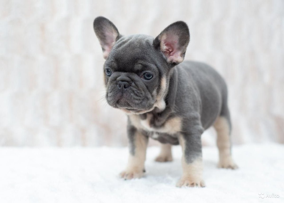 Американский бульдог палевый окрас