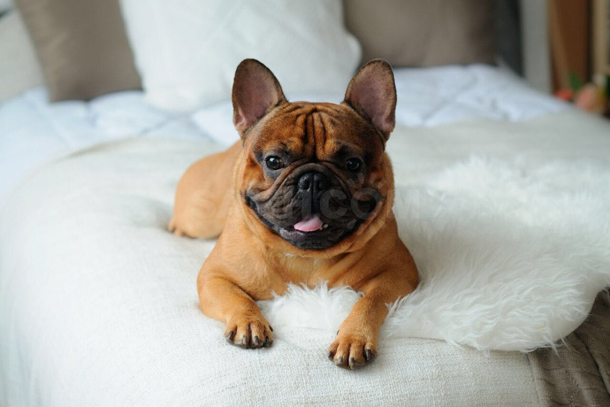 Карликовый французский бульдог