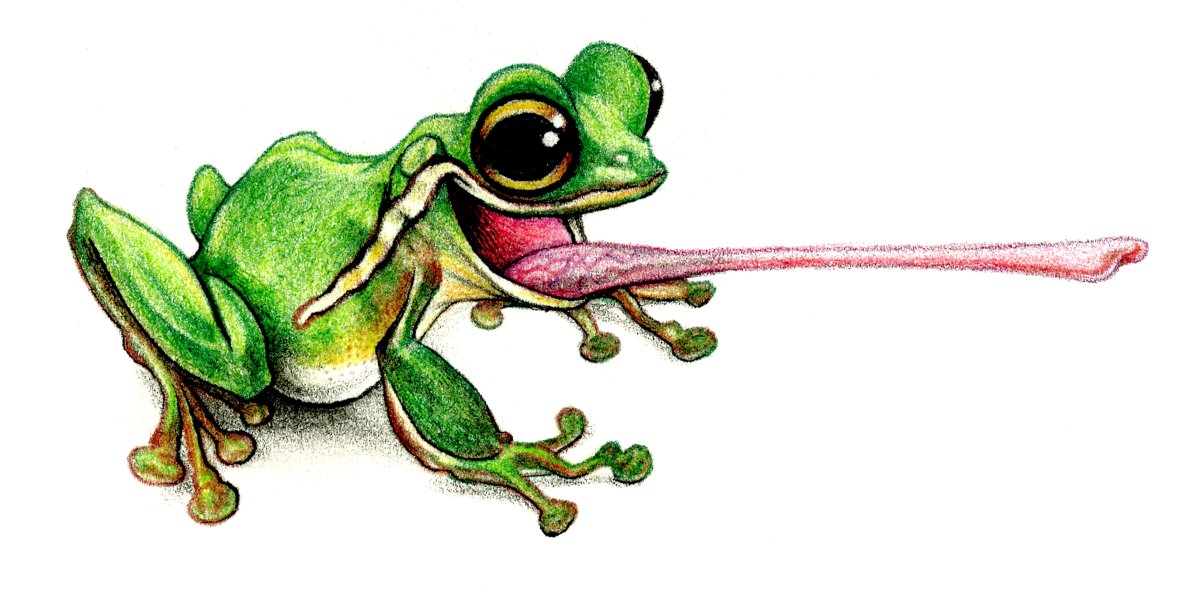 Красивая жаба