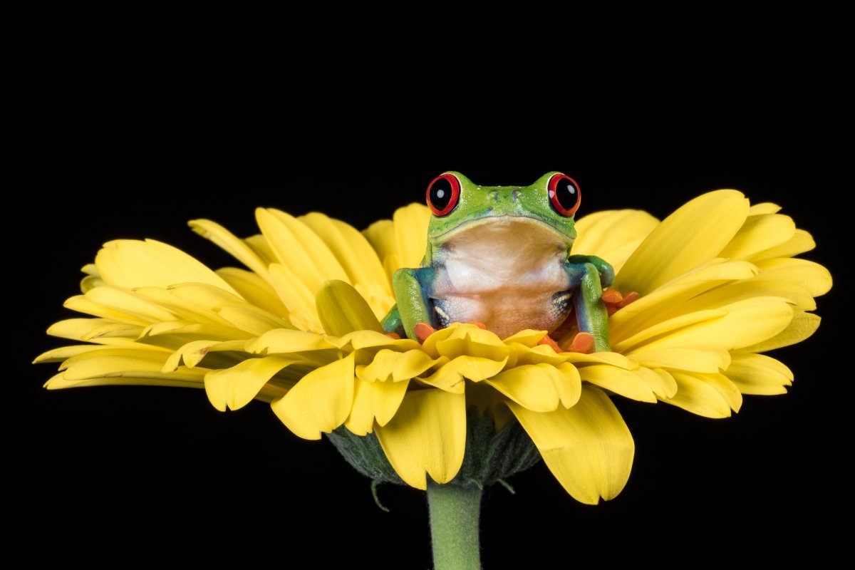 Лягушка зевает