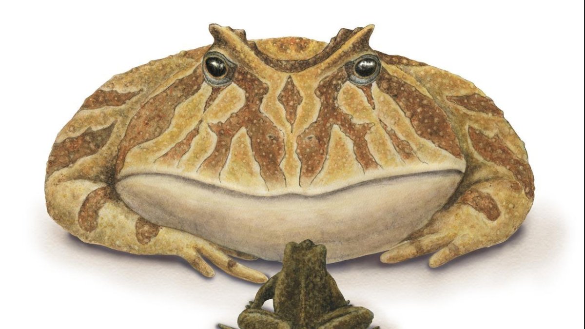 Девушка и лягушка