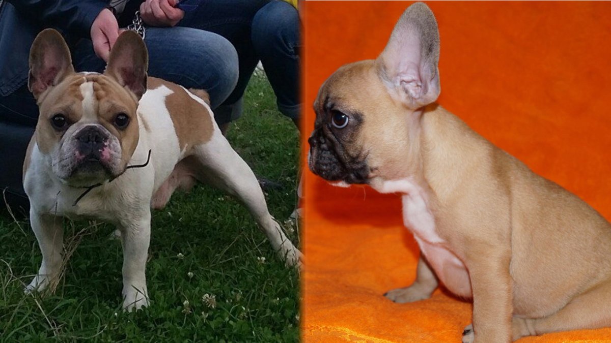 Французский бульдог палевый