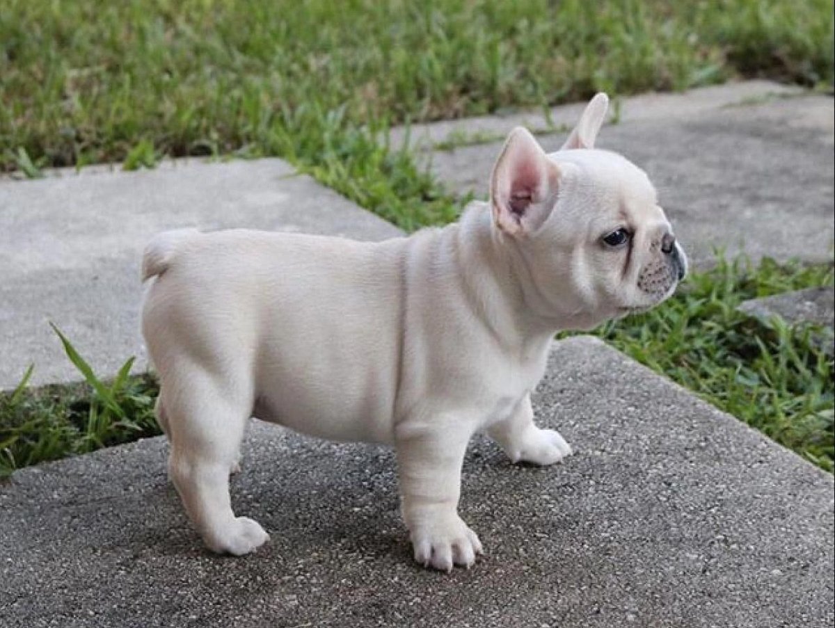 Французские бульдоги Светланы Бугайчук