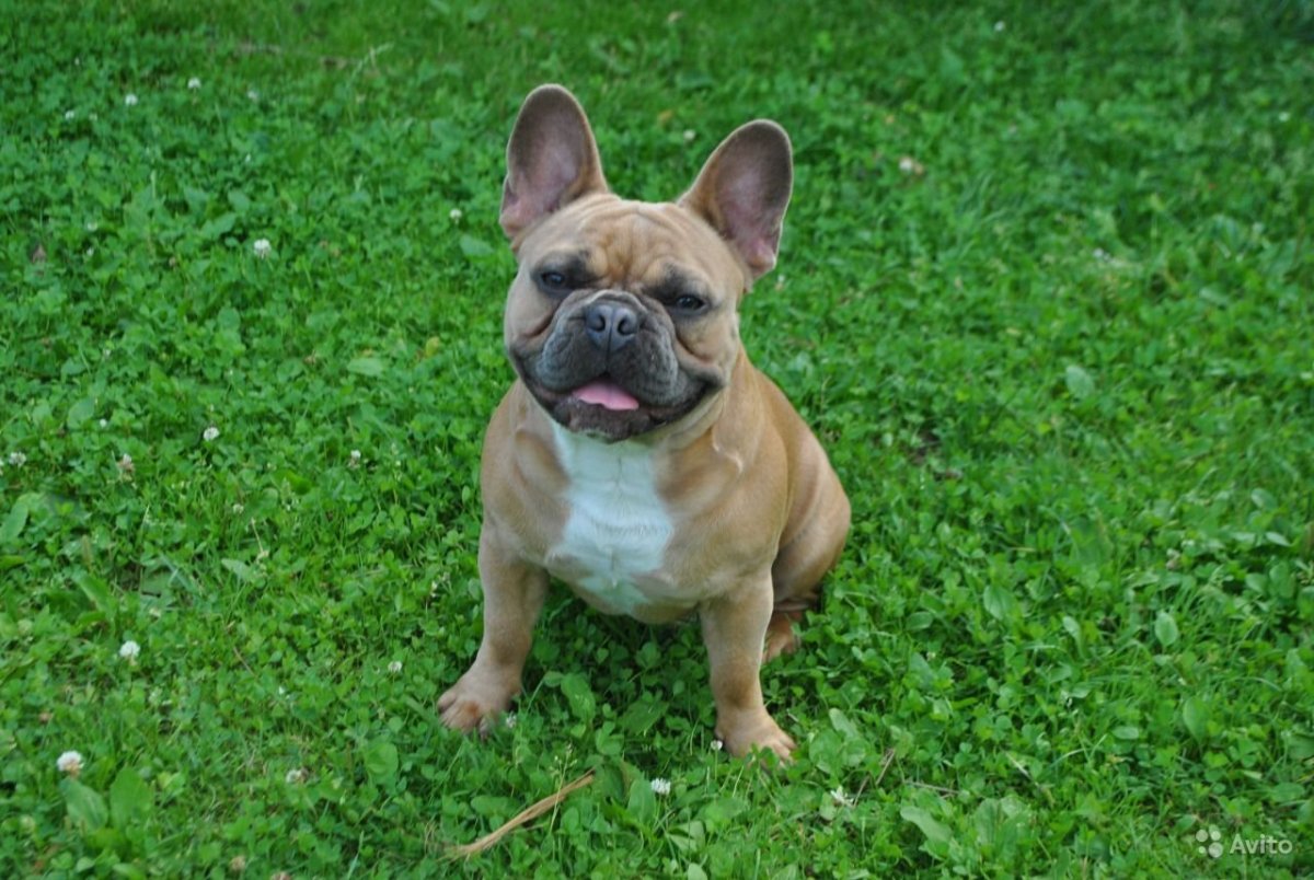 Голубопалевный французский бульдог