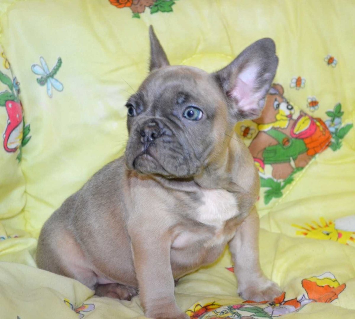 Французский бульдог белый