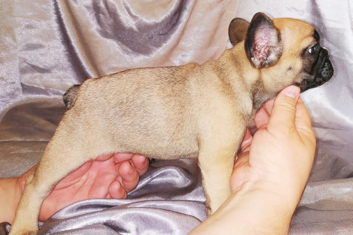 Французский бульдог стандарт FCI