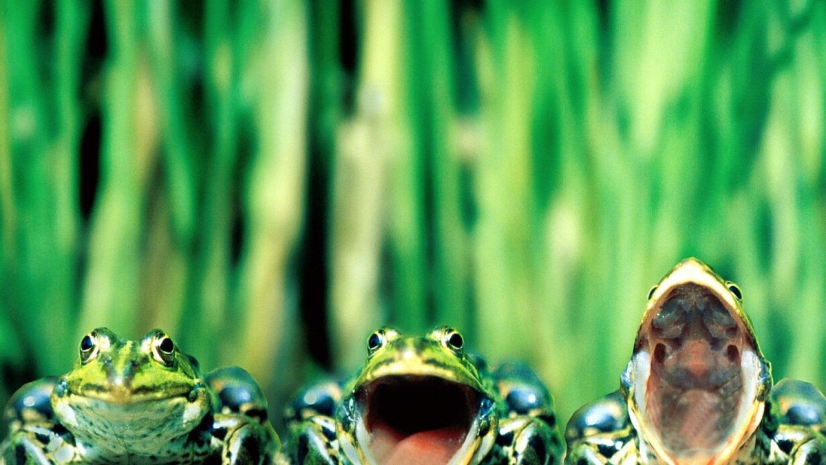 Qurbaqa лягушка