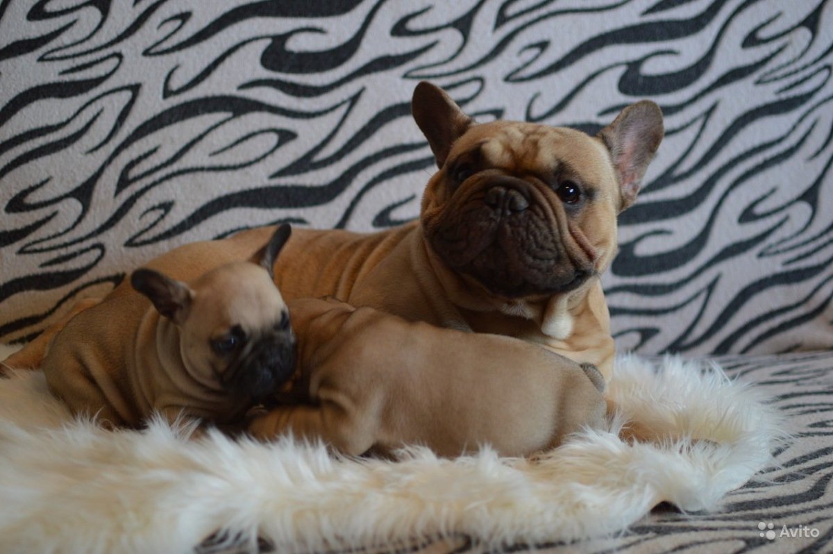 Белый бульдог белый палевый