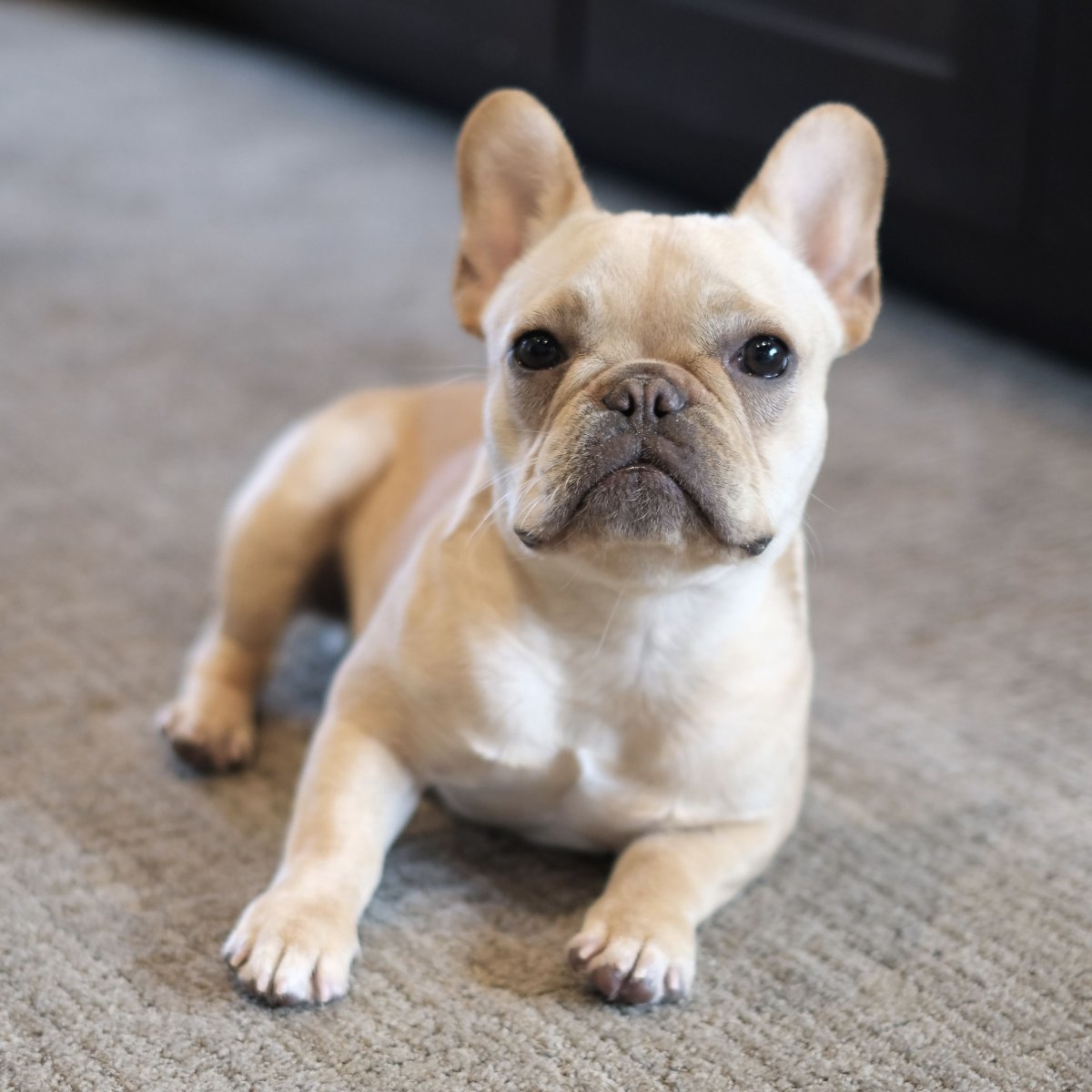 Французский бульдог палевый