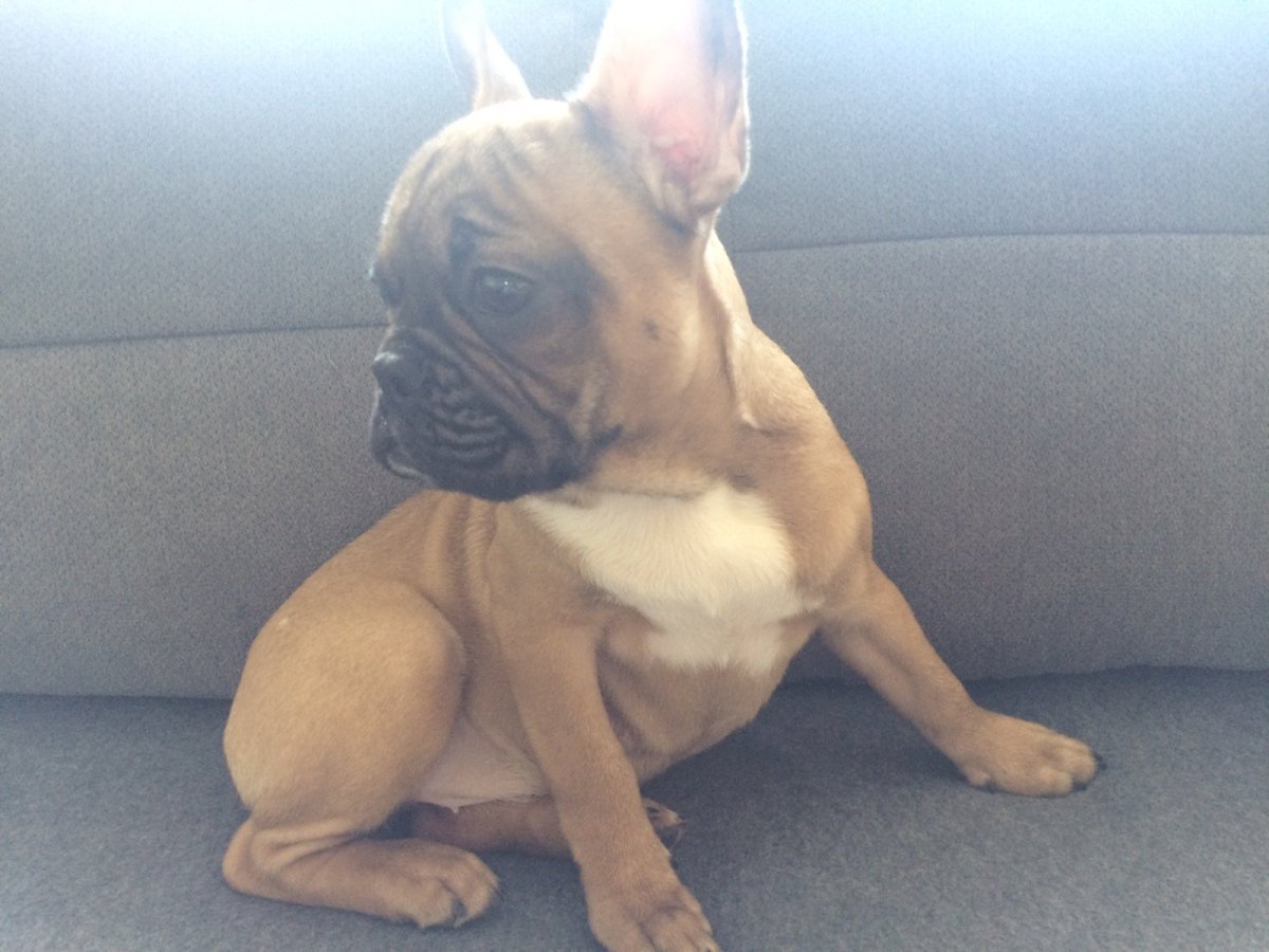 Французский бульдог бело-палевый