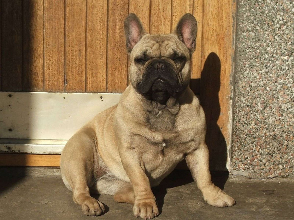 Французский бульдог палевый