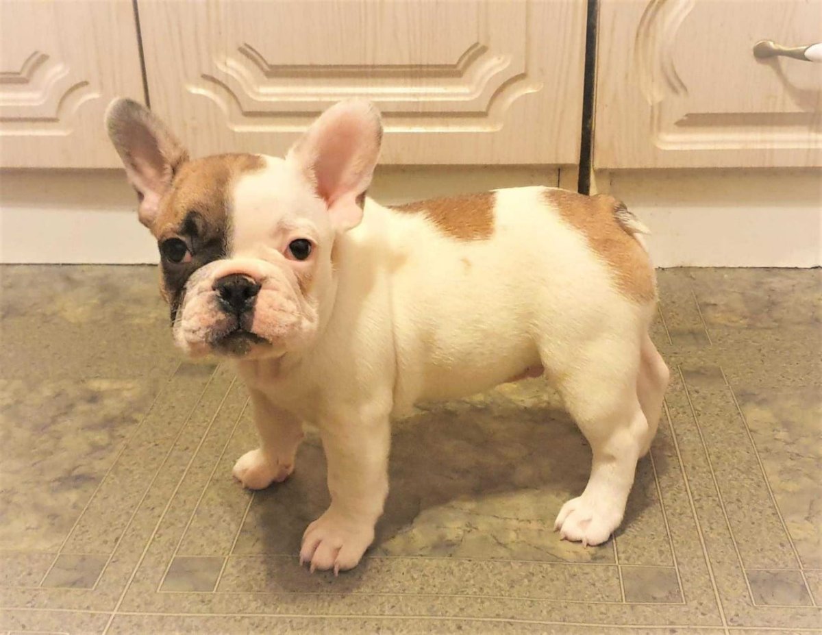 Французский бульдог на высоких лапах