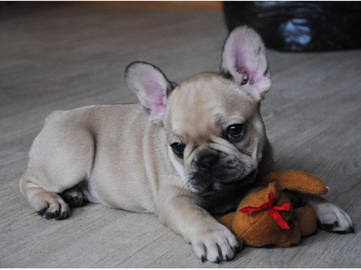 Французский бульдог купить в Тирасполе