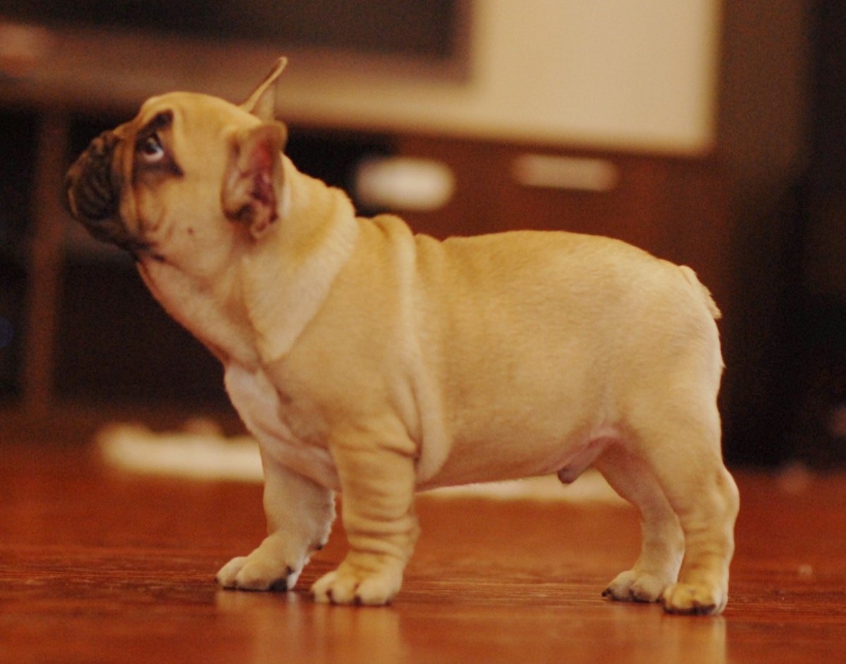 Французский бульдог палевый