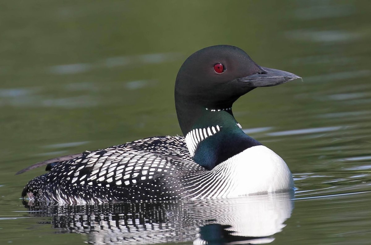 Европейская чернозобая гагара