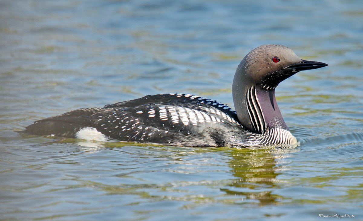 Гагара чернозобая (Gavia Arctica)