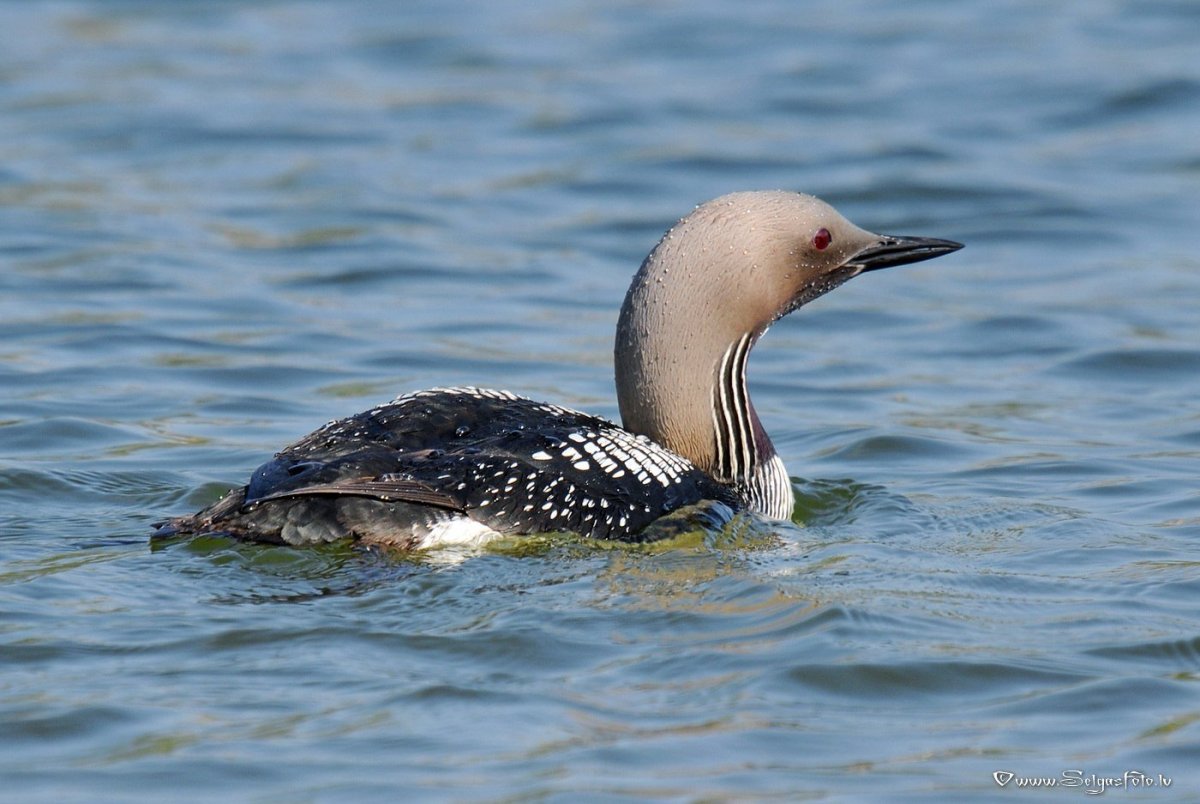 Картинки черноклювого Гага