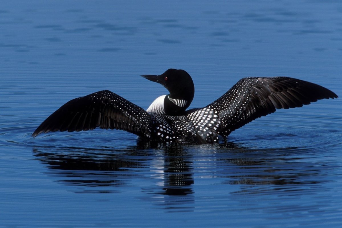 Птица белоклювая гагара