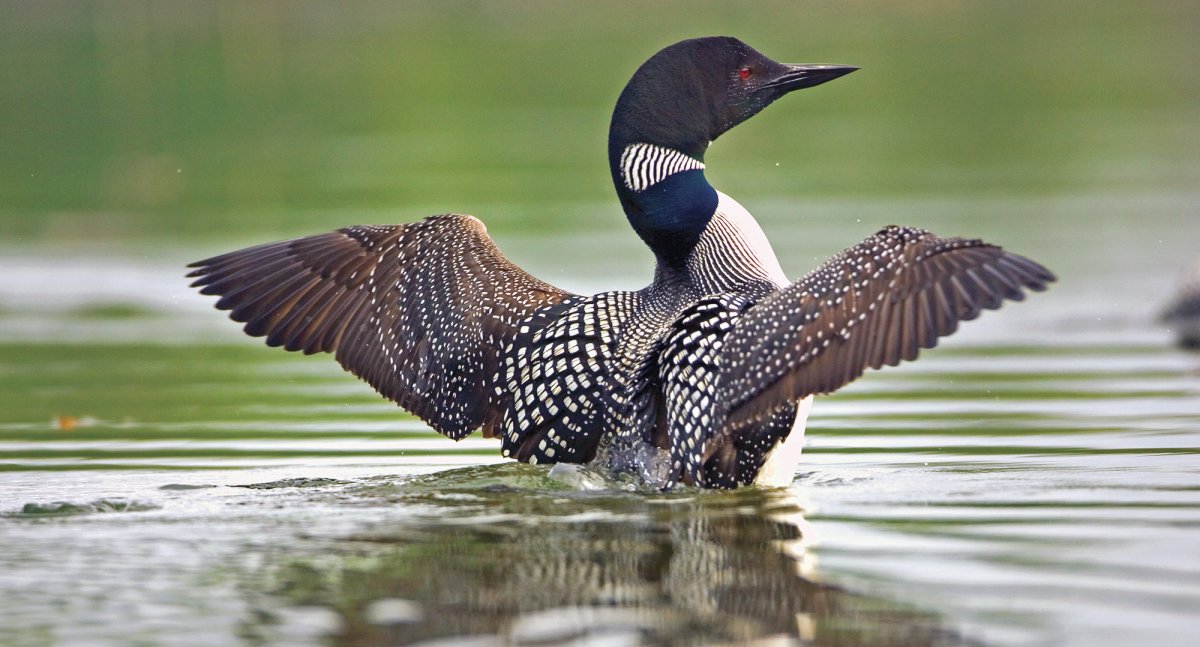 Чернозобая гагара