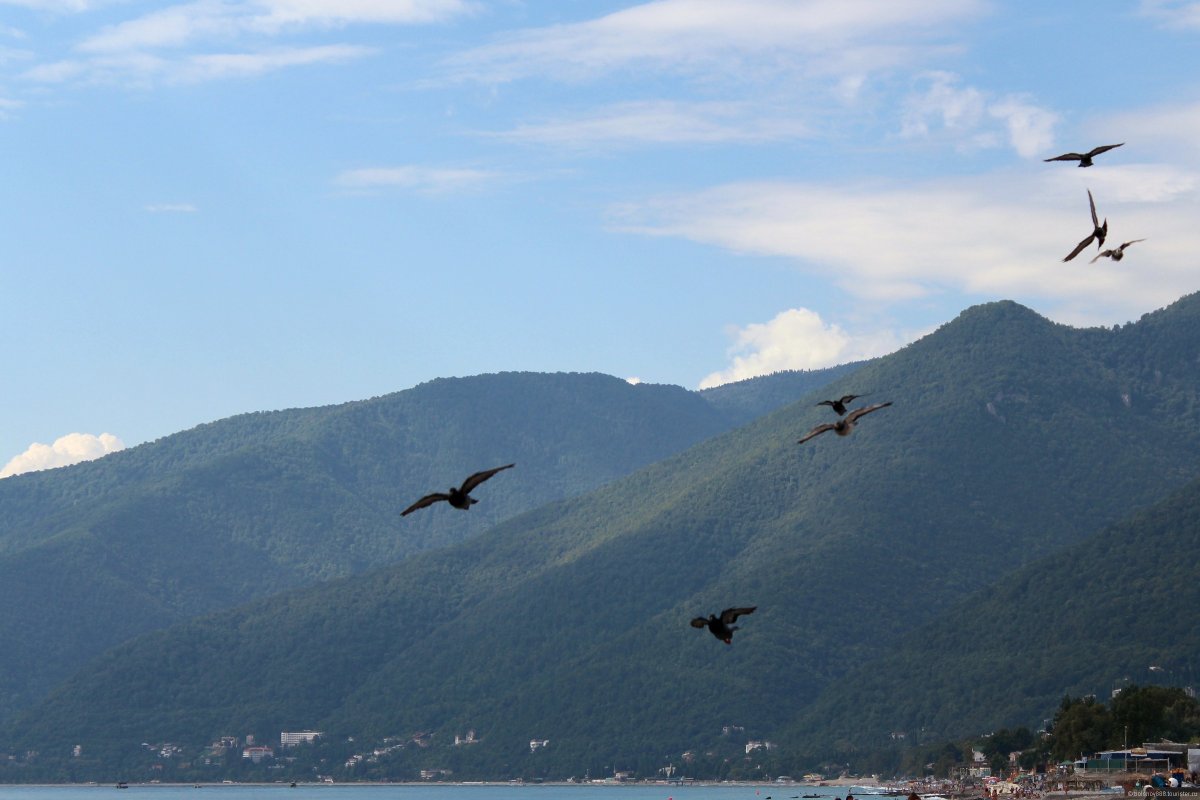 Парк Дендрарий Сочи Павлины