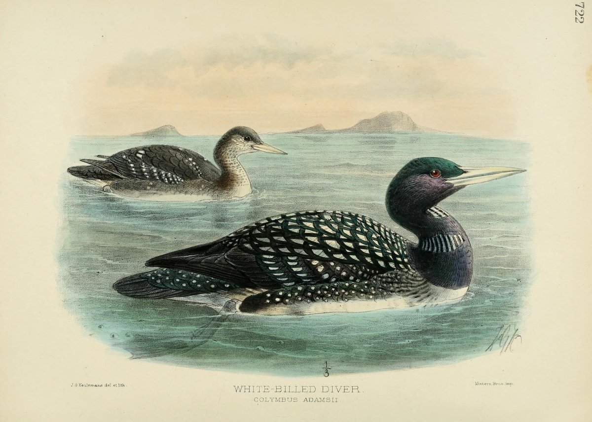 Европейская чернозобая гагара