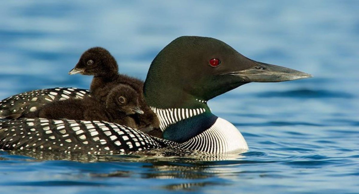 Европейская чернозобая гагара