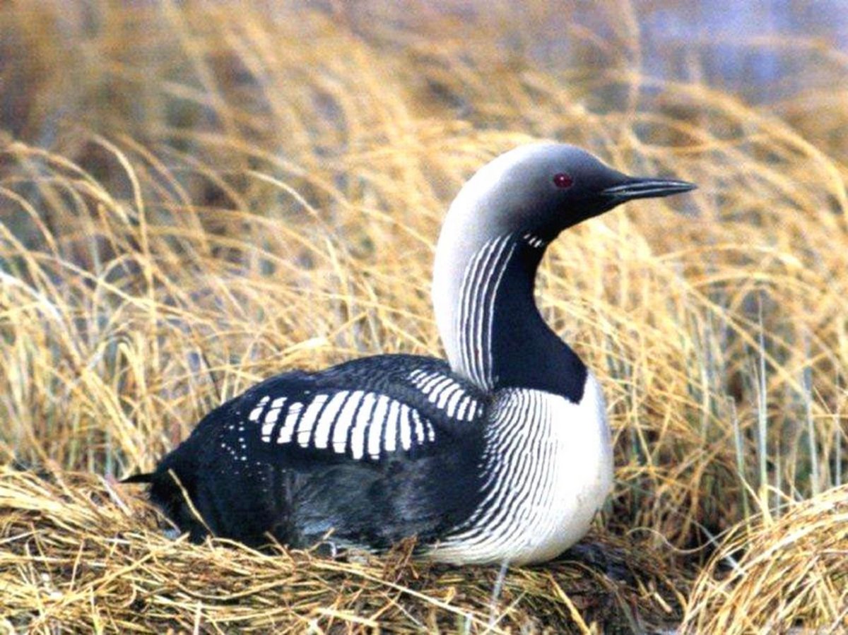 Гагара птица