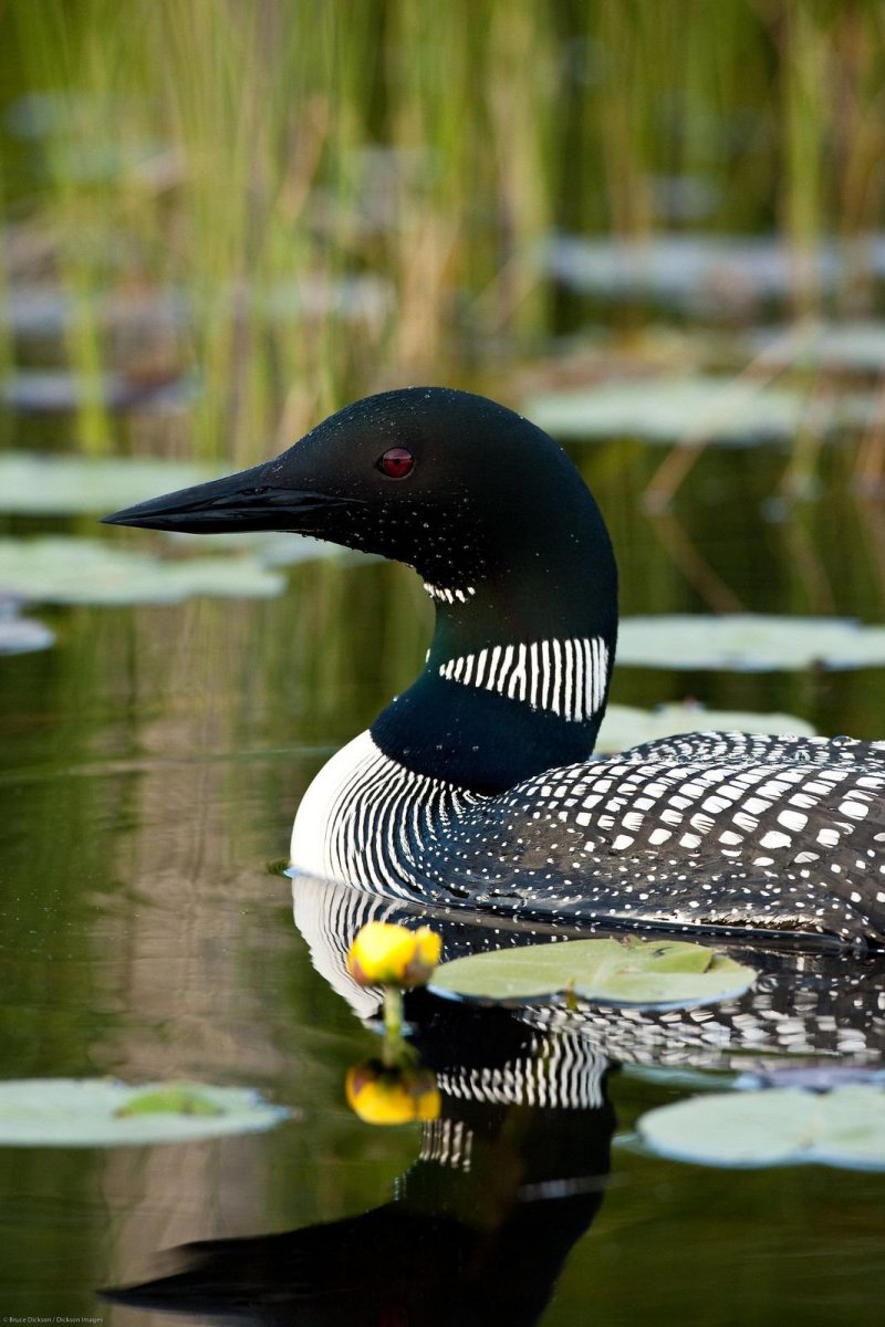 Птица чернозобая гагара