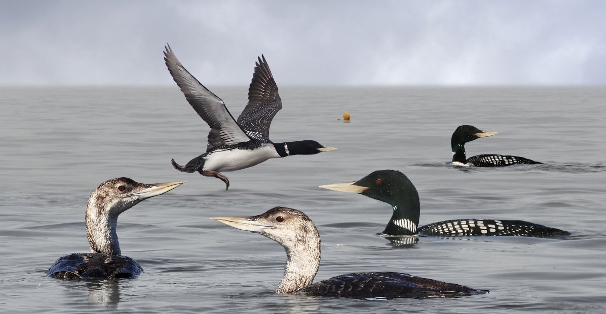 Гагры Абхазия голубое озеро