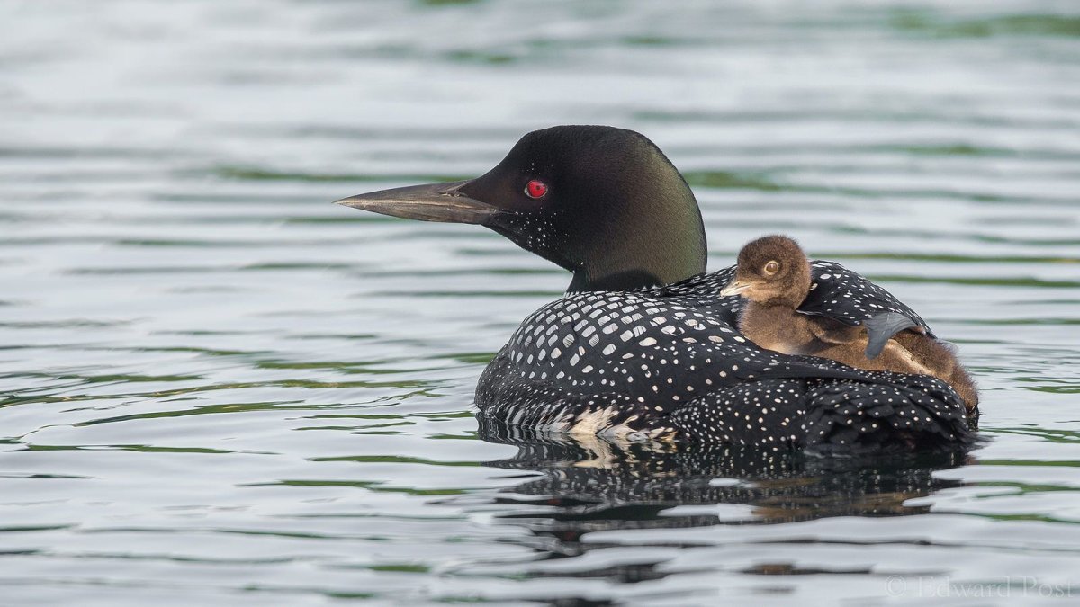 Гагарка в тундре