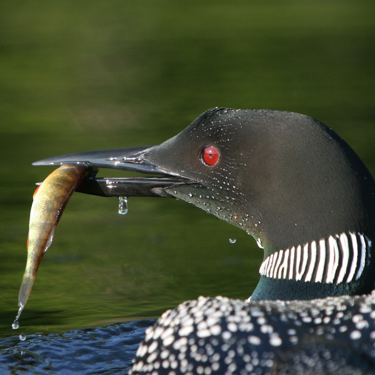 Черноклювая гагара