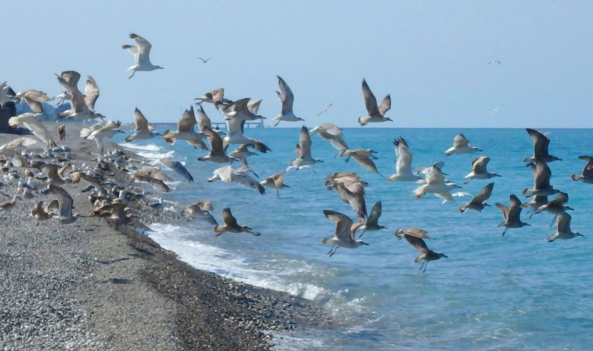 Белохвостая гагара