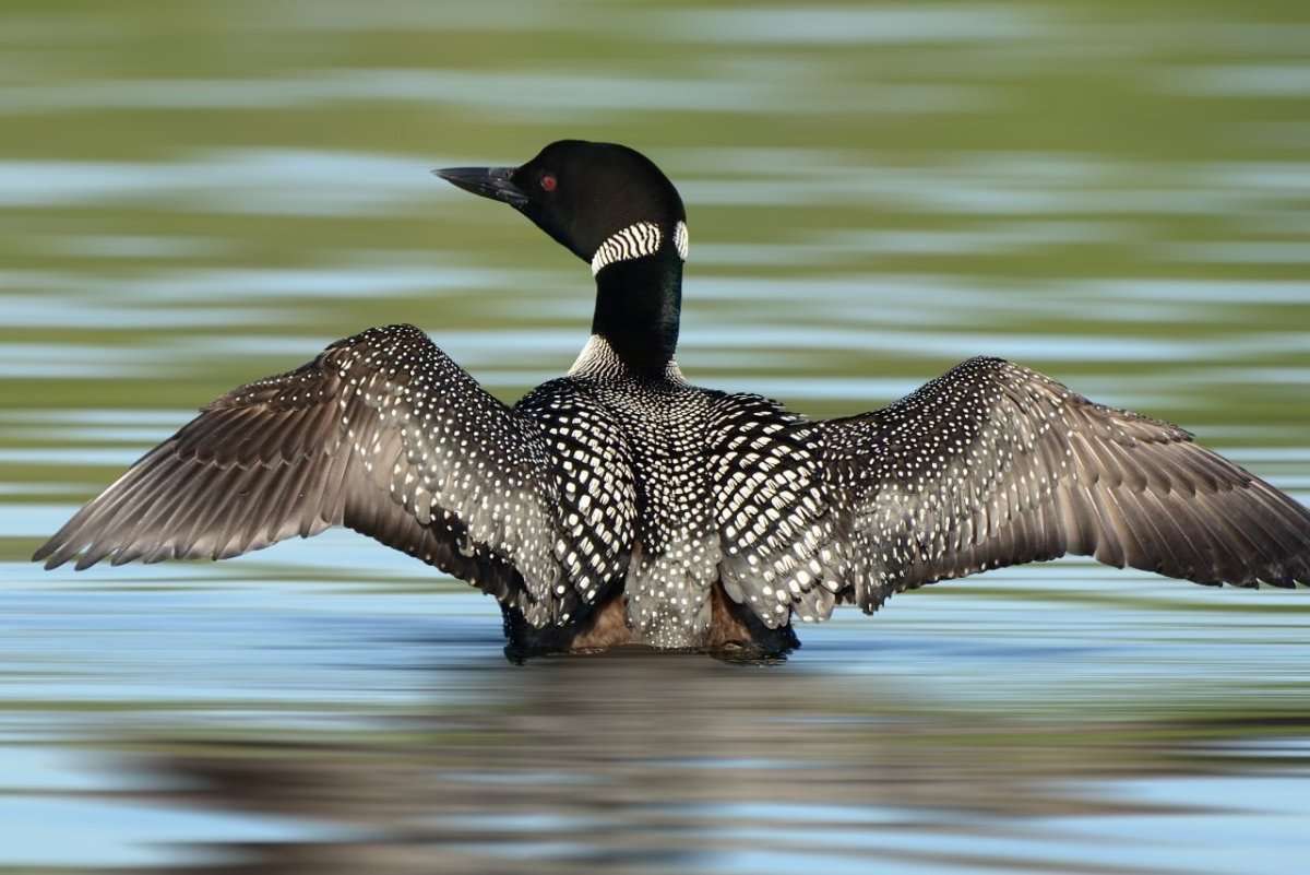 Картинки черноклювого Гага