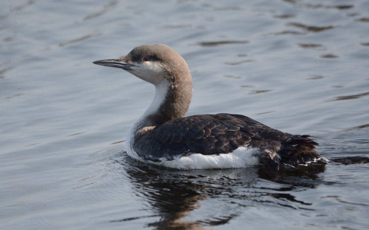 Самец гагары
