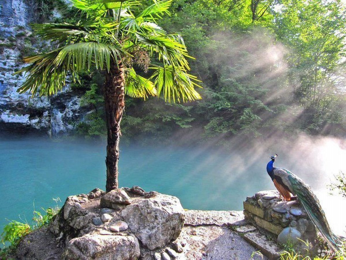 Чайка Абхазия Гагра