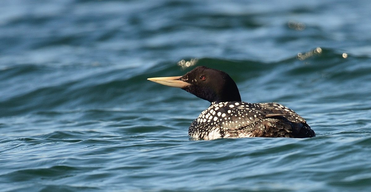 Полет птицы над морем