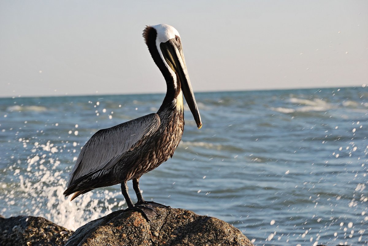 Животные в Гаграх