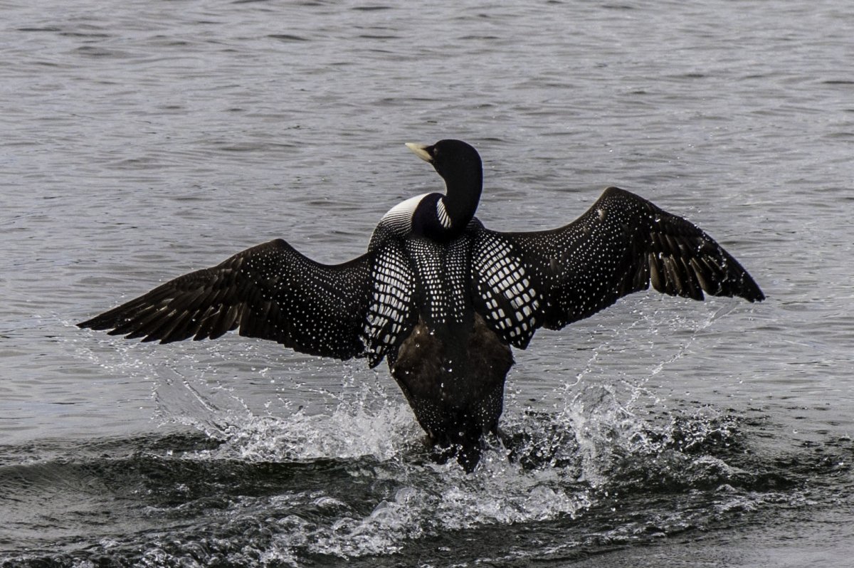 Чернозобая гагара детеныш