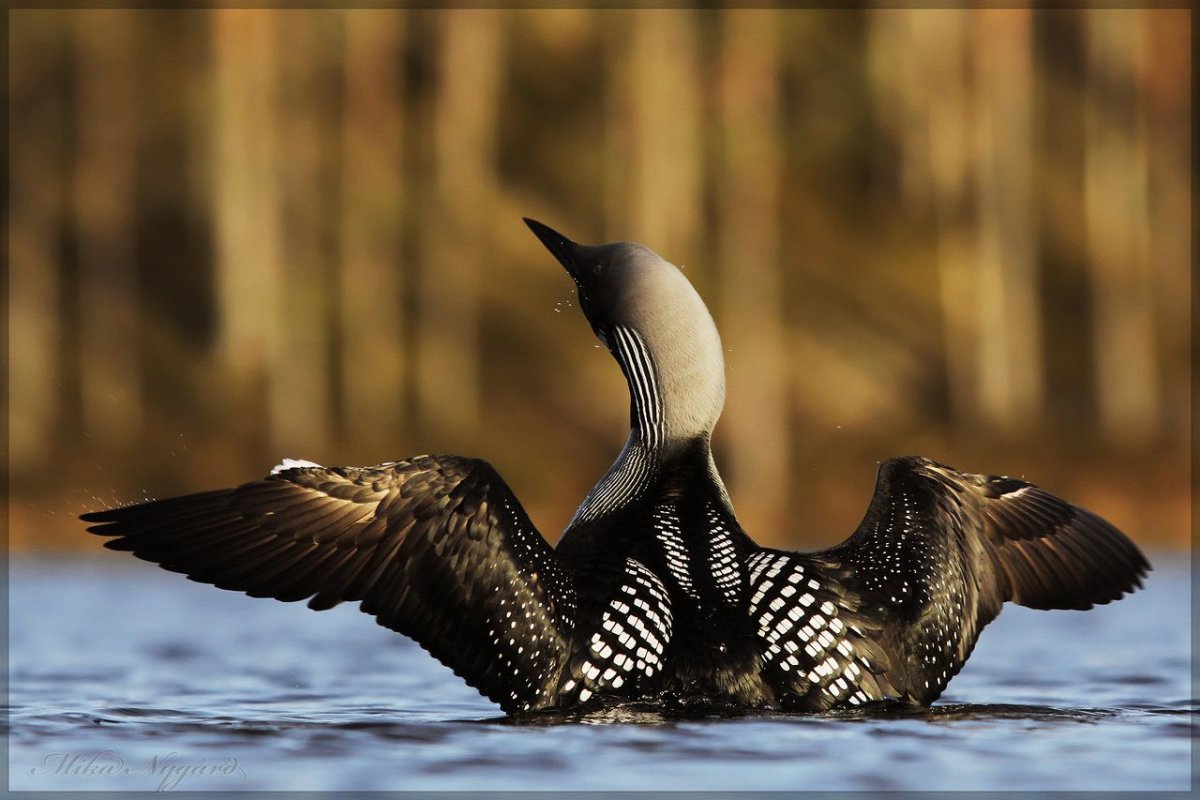 Белоклювая гагара рисунок