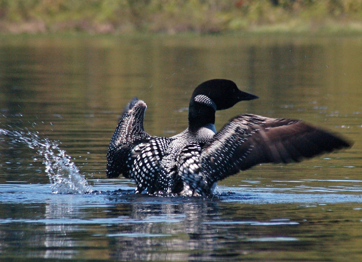 Чернозобая гагара птенец